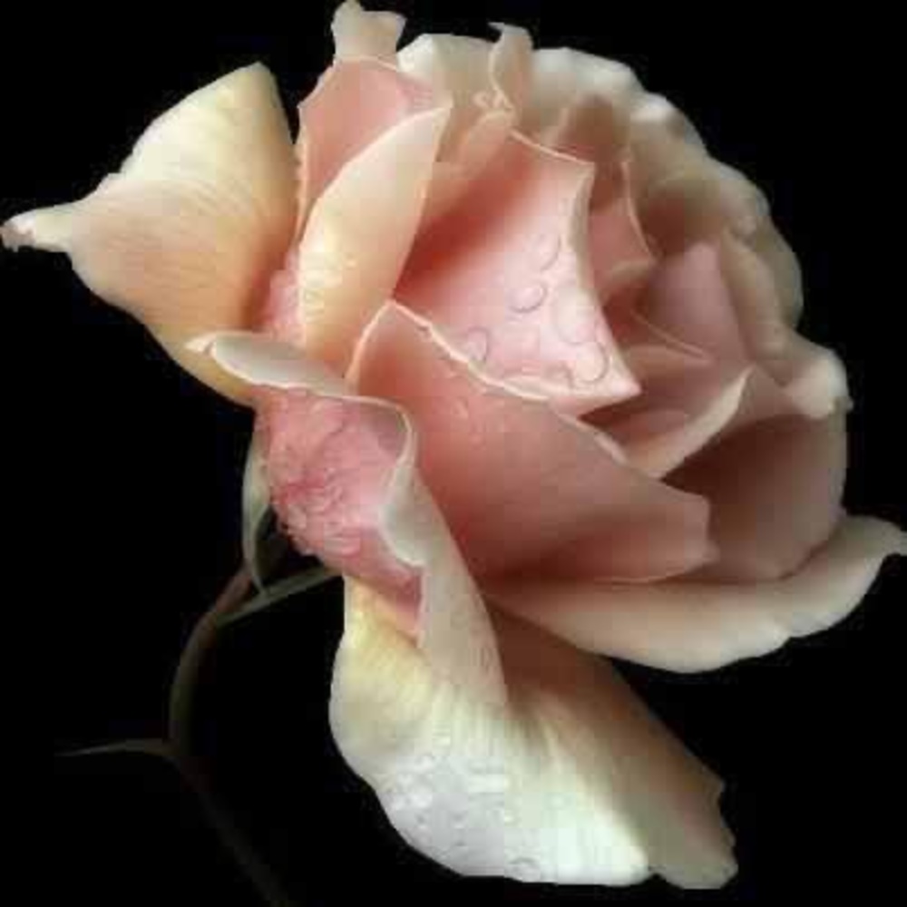 Meet your Posher, Theresia